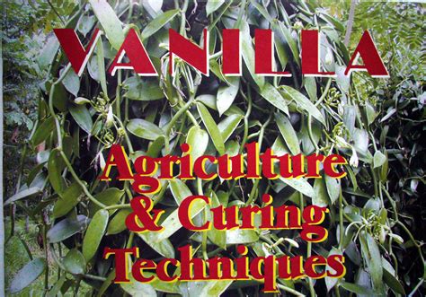  Vanilla: ภูมิปัญญาเกษตรกรรมจากเมล็ดสุดหอม!